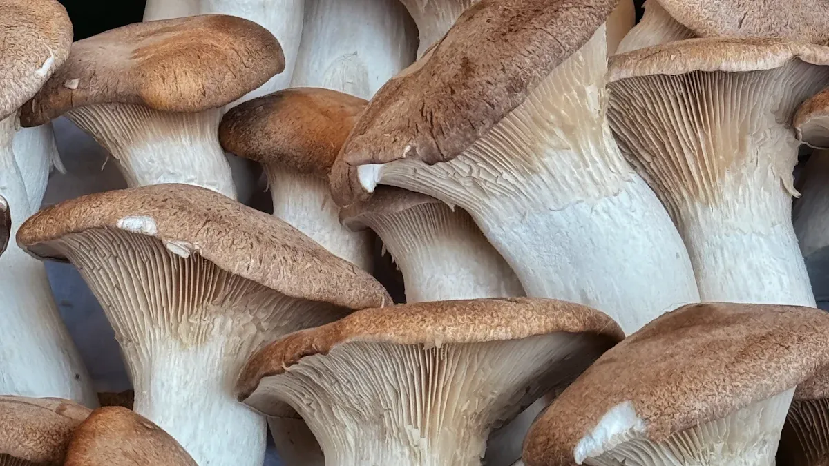 King trumpet mushroom benefits for your health