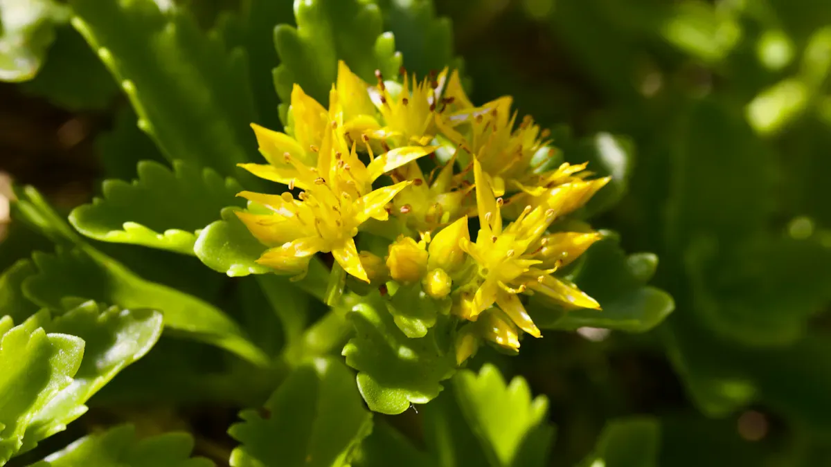 About Rhodiola
