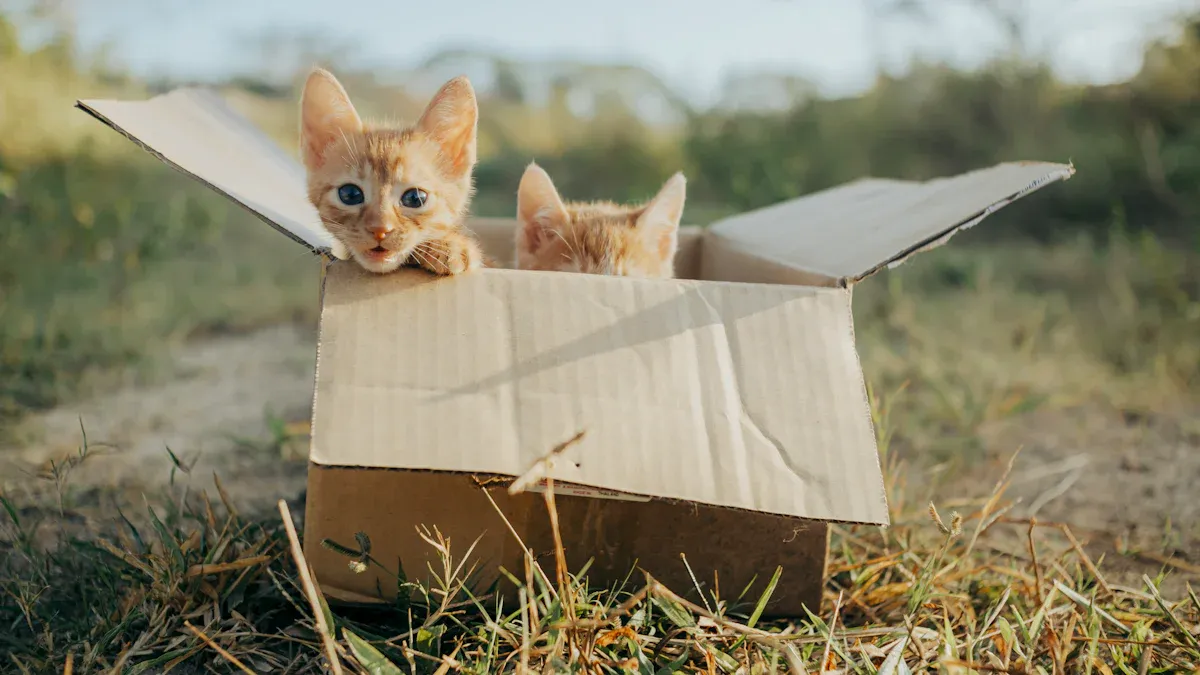 Best Cat Kit Packages and Single Items for Value in 2025