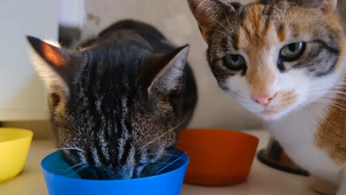 Cat Kit Packages