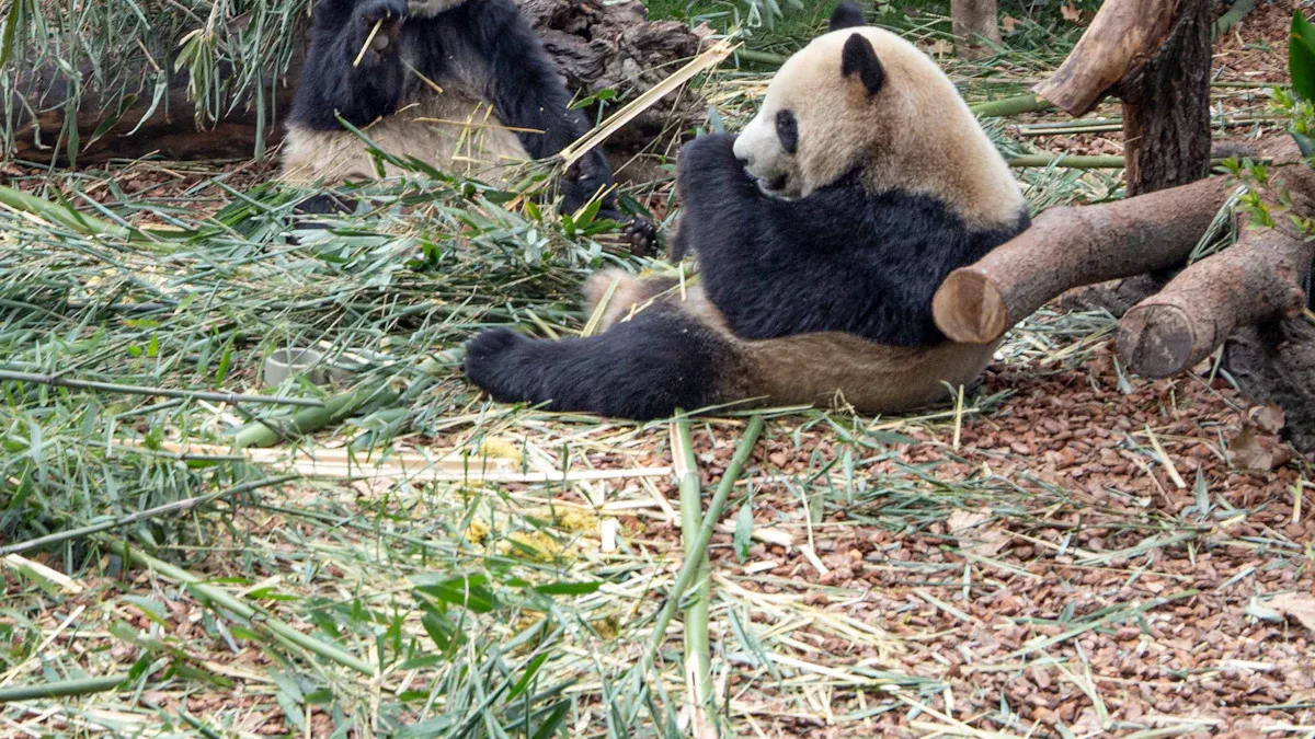 Physical Characteristics of the Giant Panda