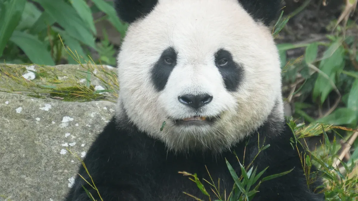 Habitat of the Giant Panda
