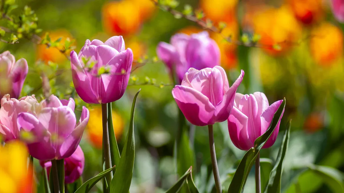 Blooming Schedule by Season