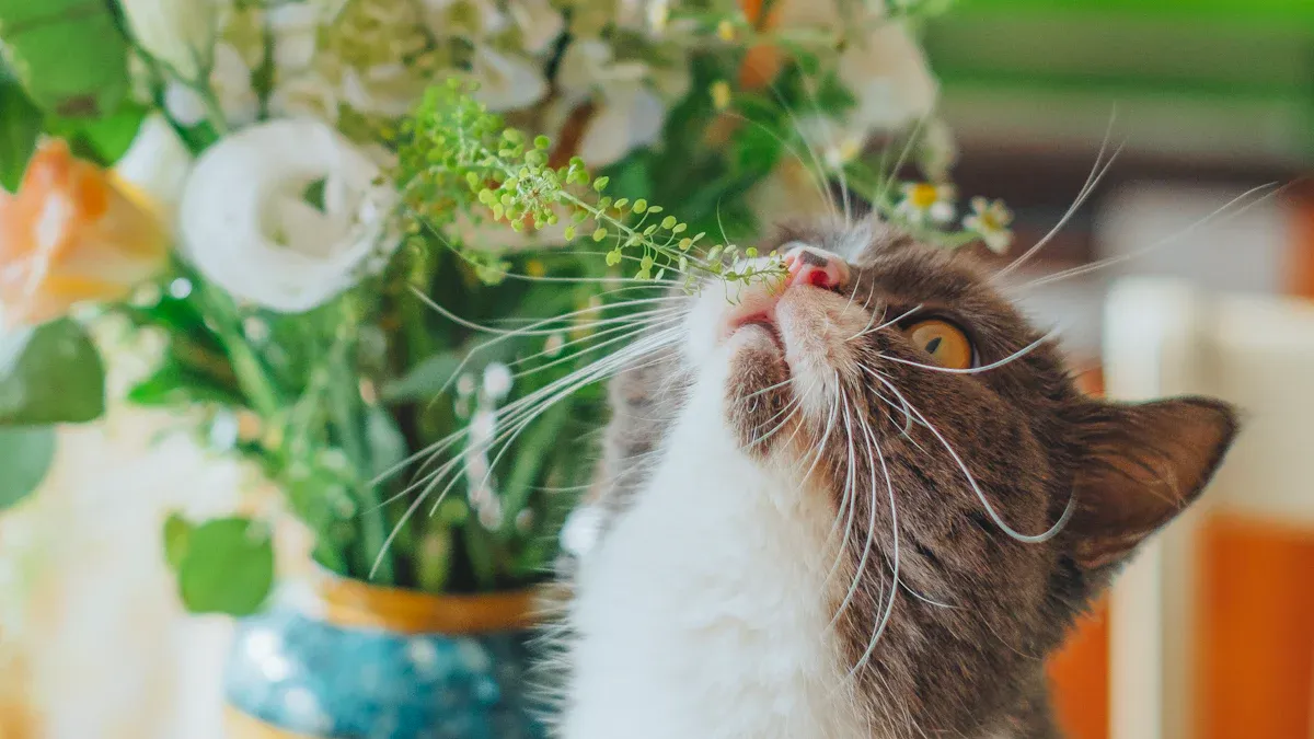 Pet-Friendly Plants