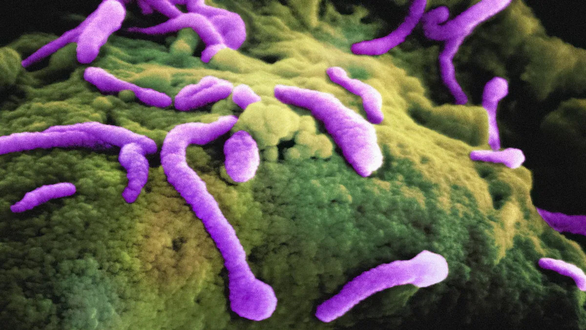 Biological Sewage Treatment Plant Processes