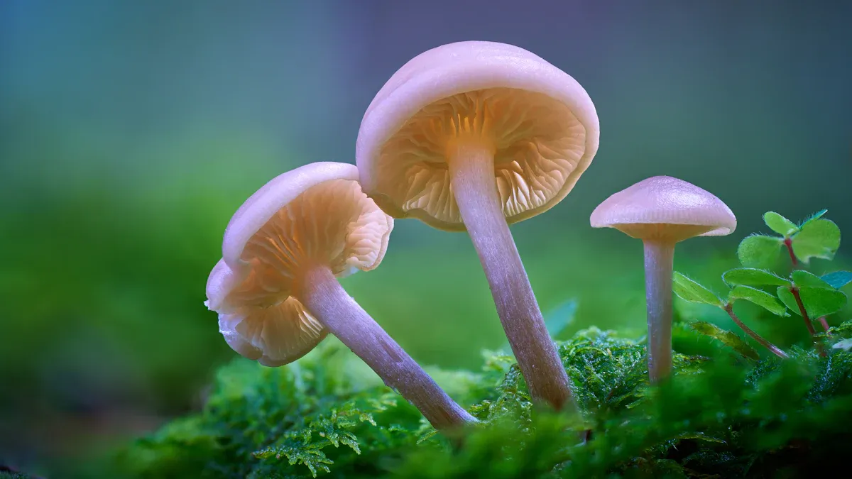 Freshness Prediction and Shelf Life