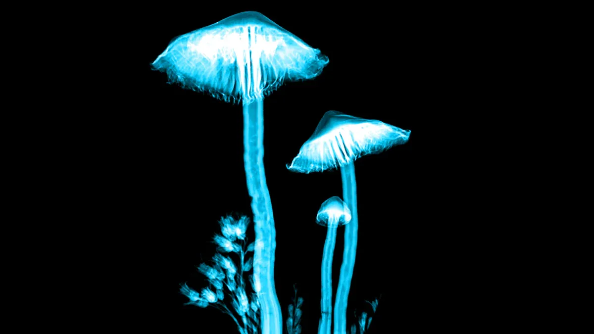 AI and Machine Learning Power Mushroom Detection with X-ray Imaging