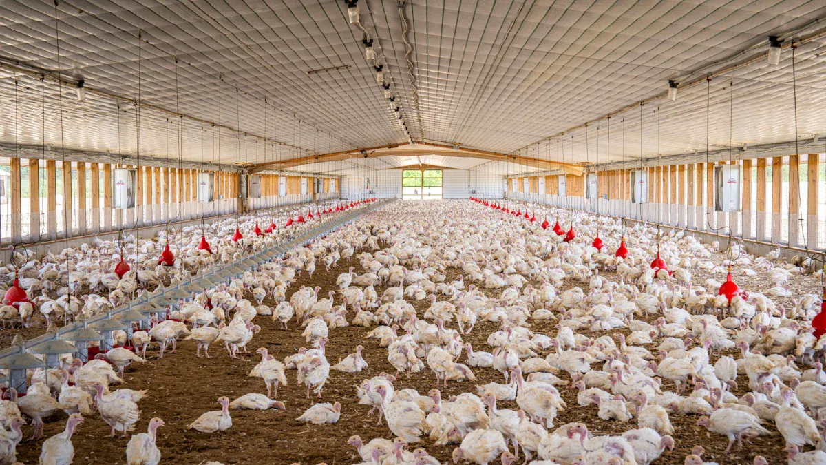 The Role of Dual Energy X Ray Systems in Modern Chicken Processing