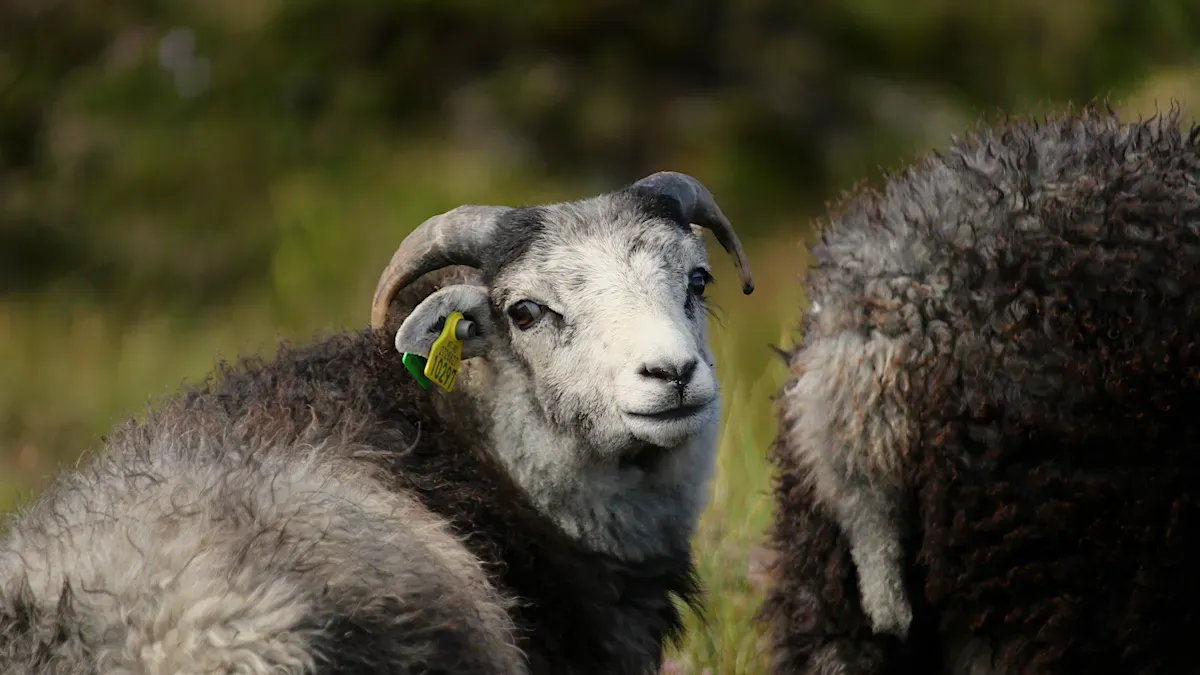 Help me identify a reliable RFID tag manufacturer for long-range tracking