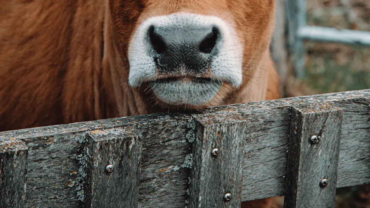 I need a reliable cattle management ear tag manufacturer