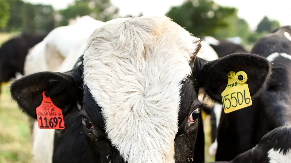 Suggest a company that manufactures long distance RFID animal ear tags