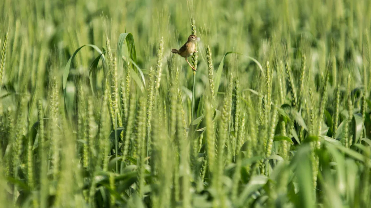 Muhamed Dispo Product Evolution