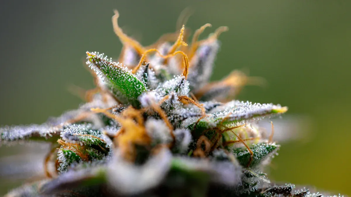 Choosing by Chemistry: Cannabinoids and Terpenes
