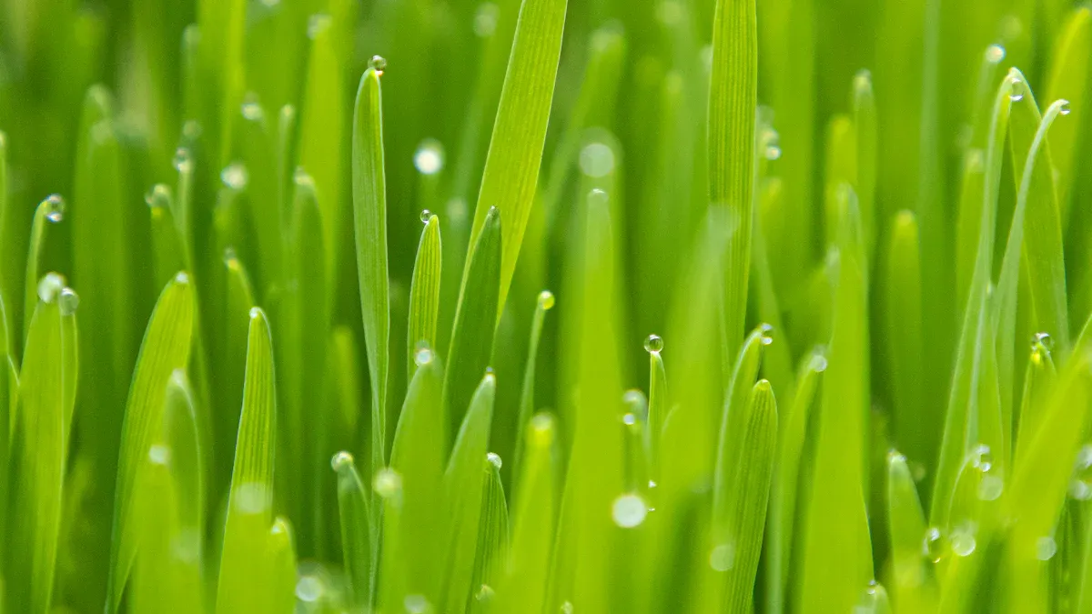 Benefits of Sand Topdressing for Turfgrass