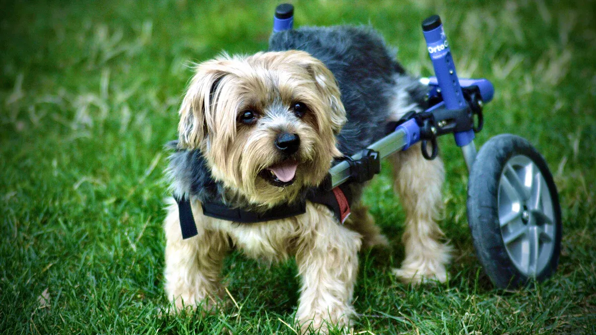 Types of Wheelchairs for Dogs