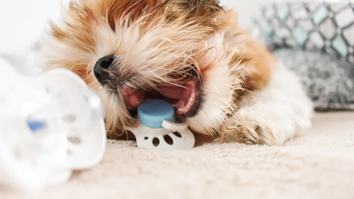 Personalized Gifts for Dogs
