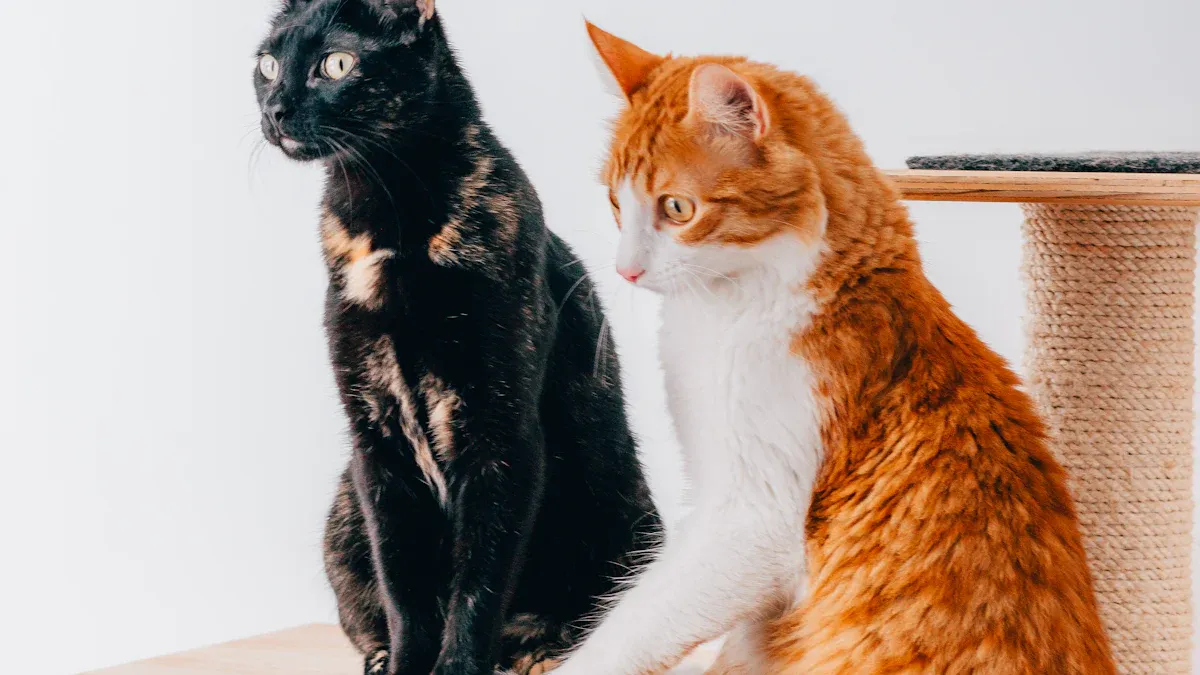 Cat Trees and Furniture