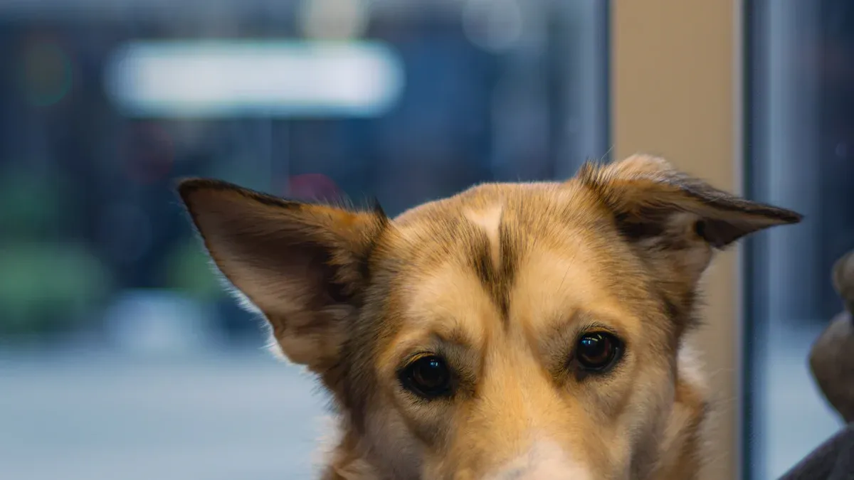 Pet Loss Sympathy Gifts