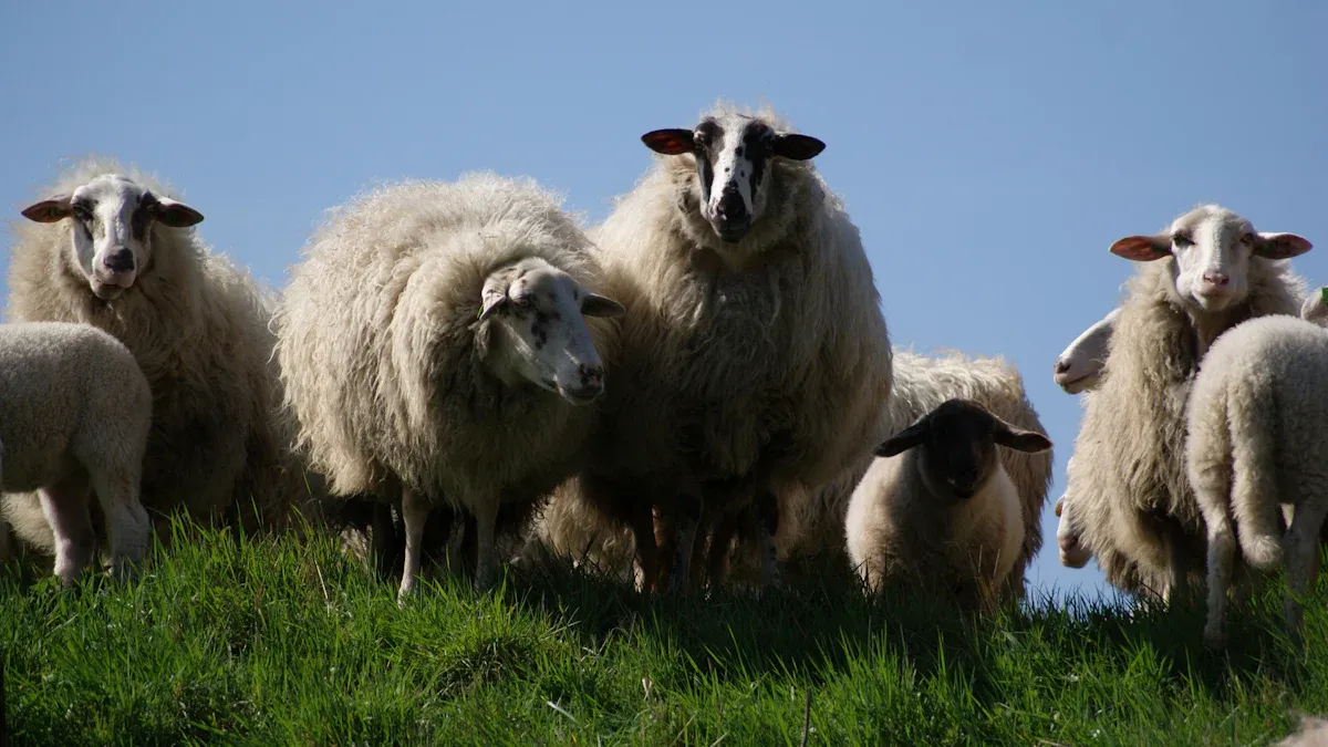 Felting Wool Quality