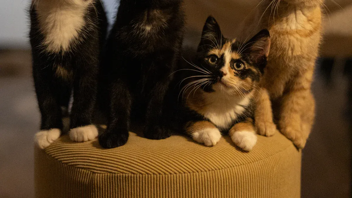 Top Cat Names