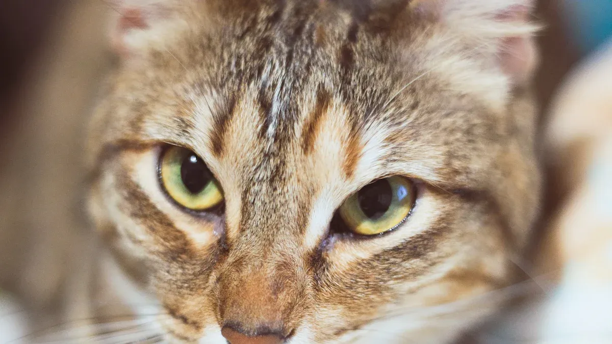 Realistic Cat Portrait Steps
