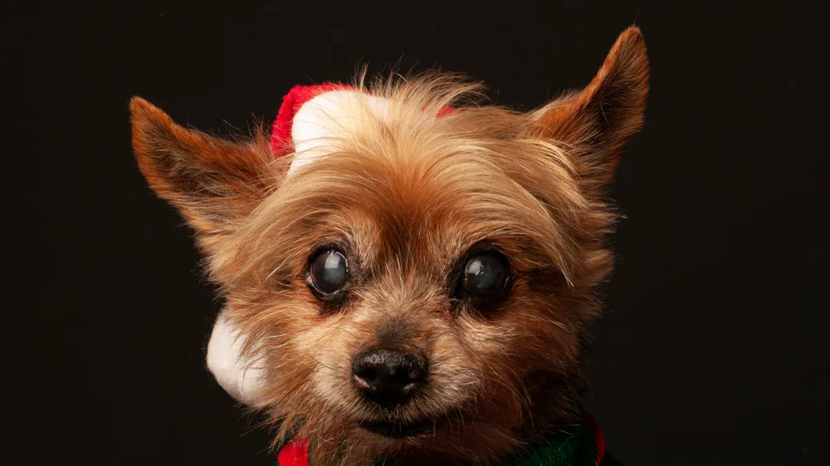 Stylish Christmas Accessories