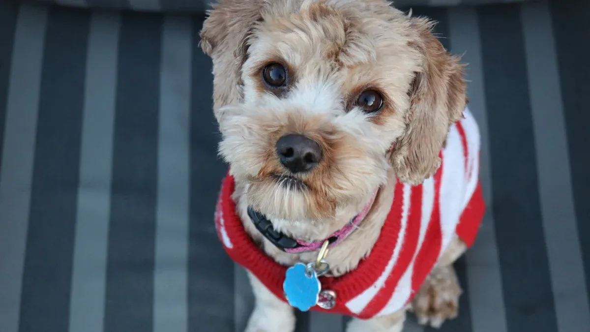 How to Choose Dog Memorial Gifts