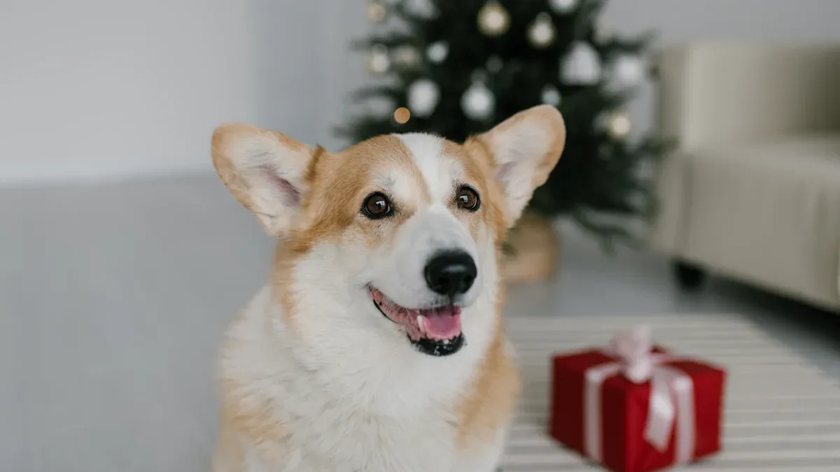 Personalized Dog Gifts