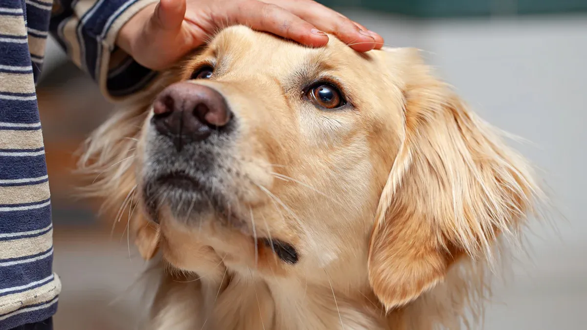 How to Pet a Dog Safely