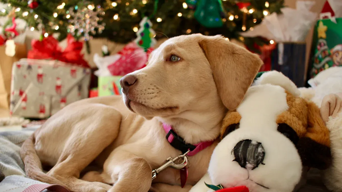 Christmas Gifts for the Family Dog