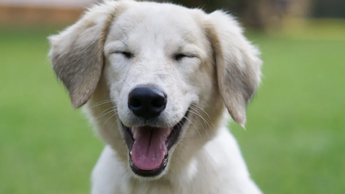 How to Copy and Paste Puppy Emoji and Kaomoji