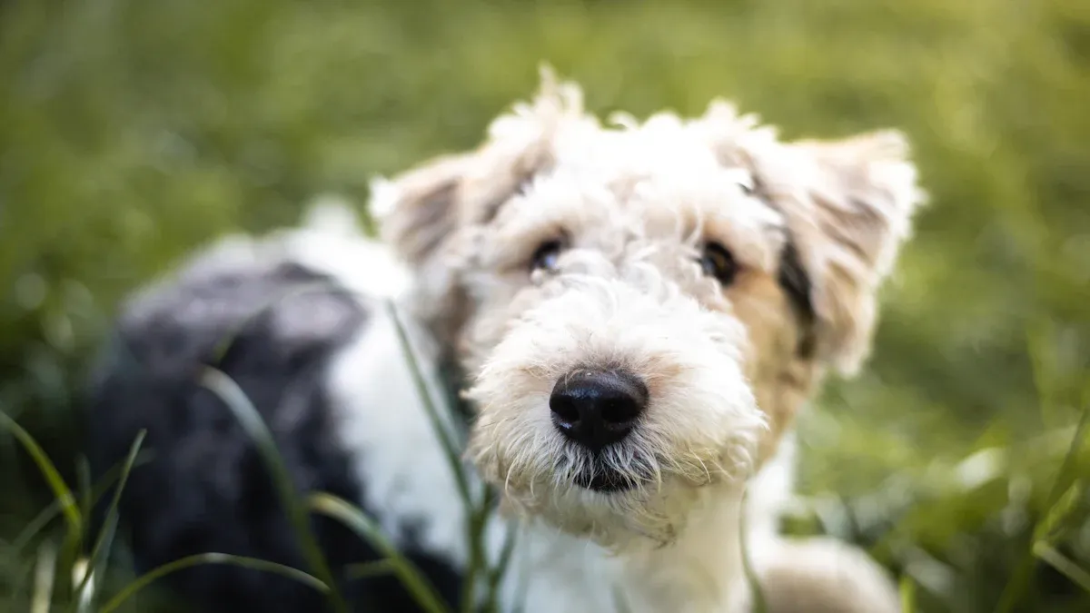 Pawimprint 3D Pet Photo Crystal