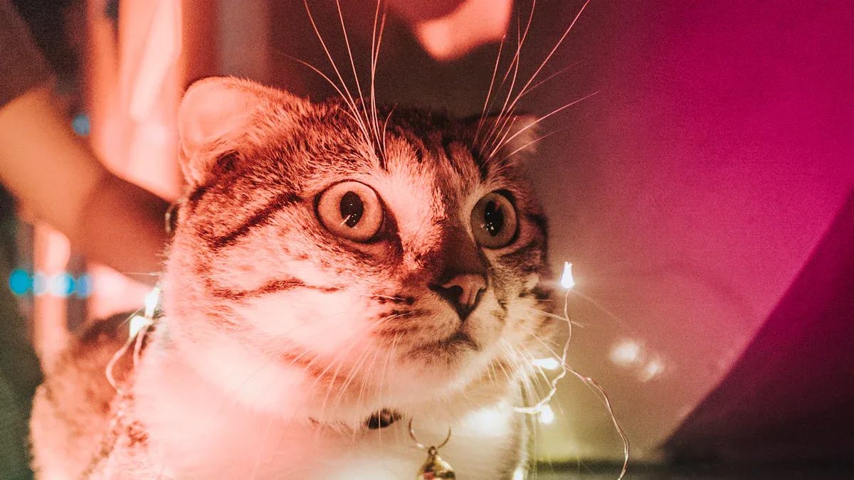Creative Cat Photoshoot