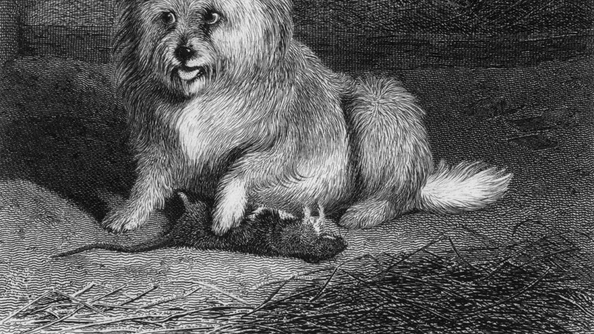 Pet Portrait Styles and Mediums