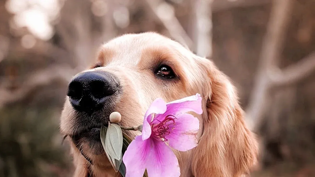 Tips for 3D Pet Portraits