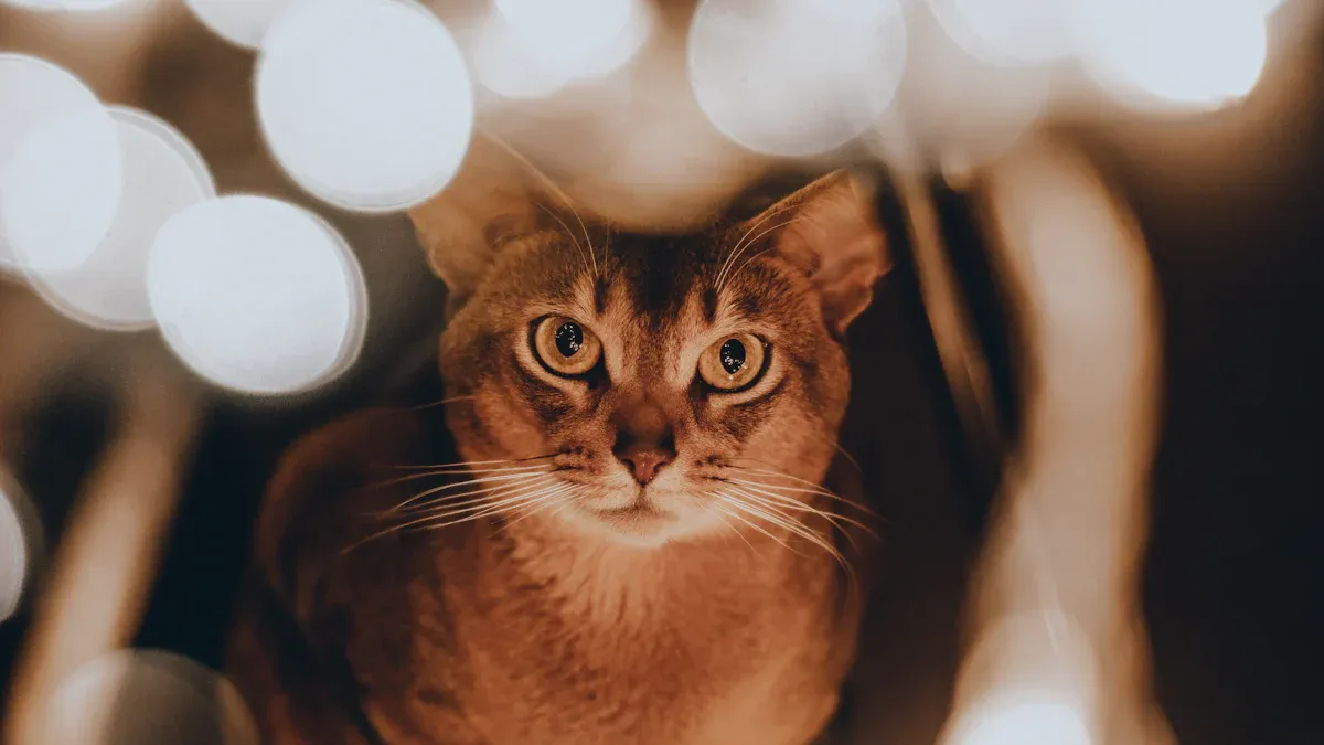 Choosing the Right Pet Memorial Gift