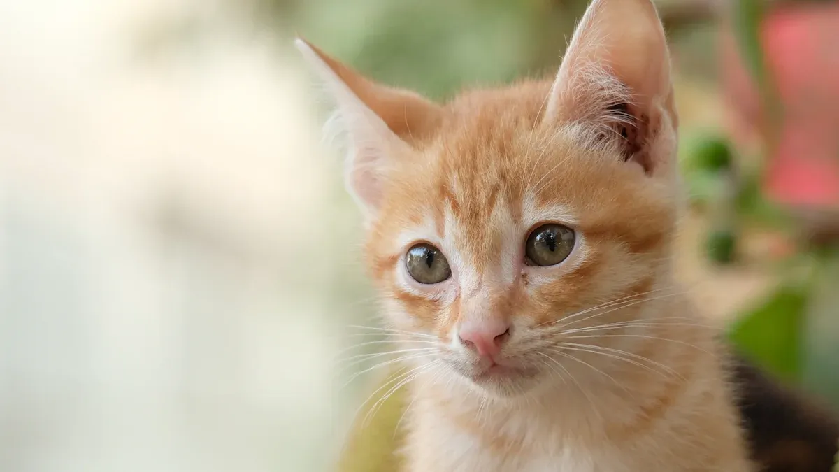 Breeding Practices & Kitten Care