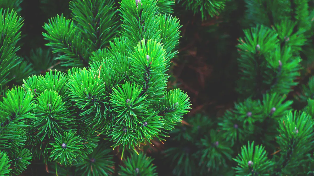 Building Topic Authority Through Evergreen Posts