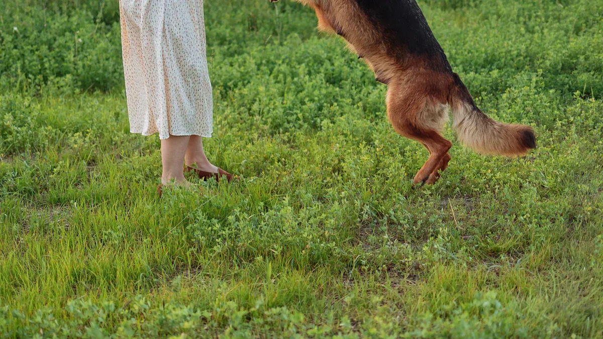 Pet Training and Behavior Niches