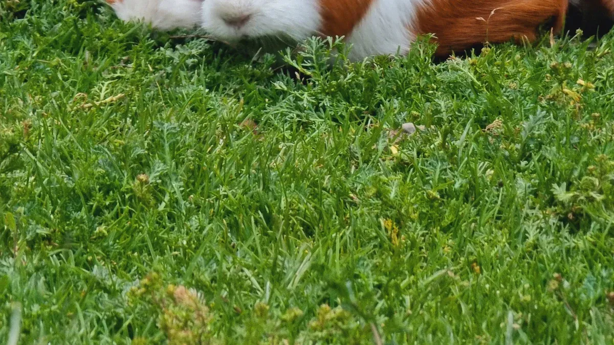 Guinea Pig Habitat