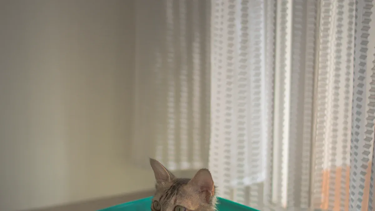 10 Big Litter Trays Every High Spraying Cat Owner Needs