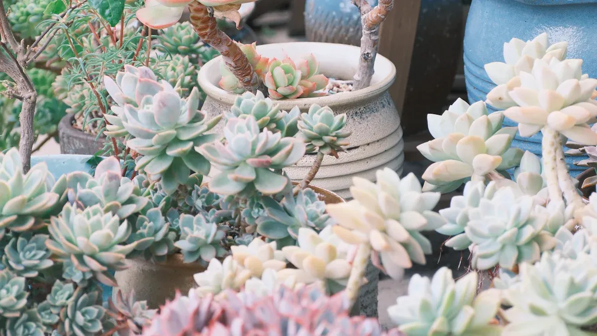 Beginner-Friendly Succulents
