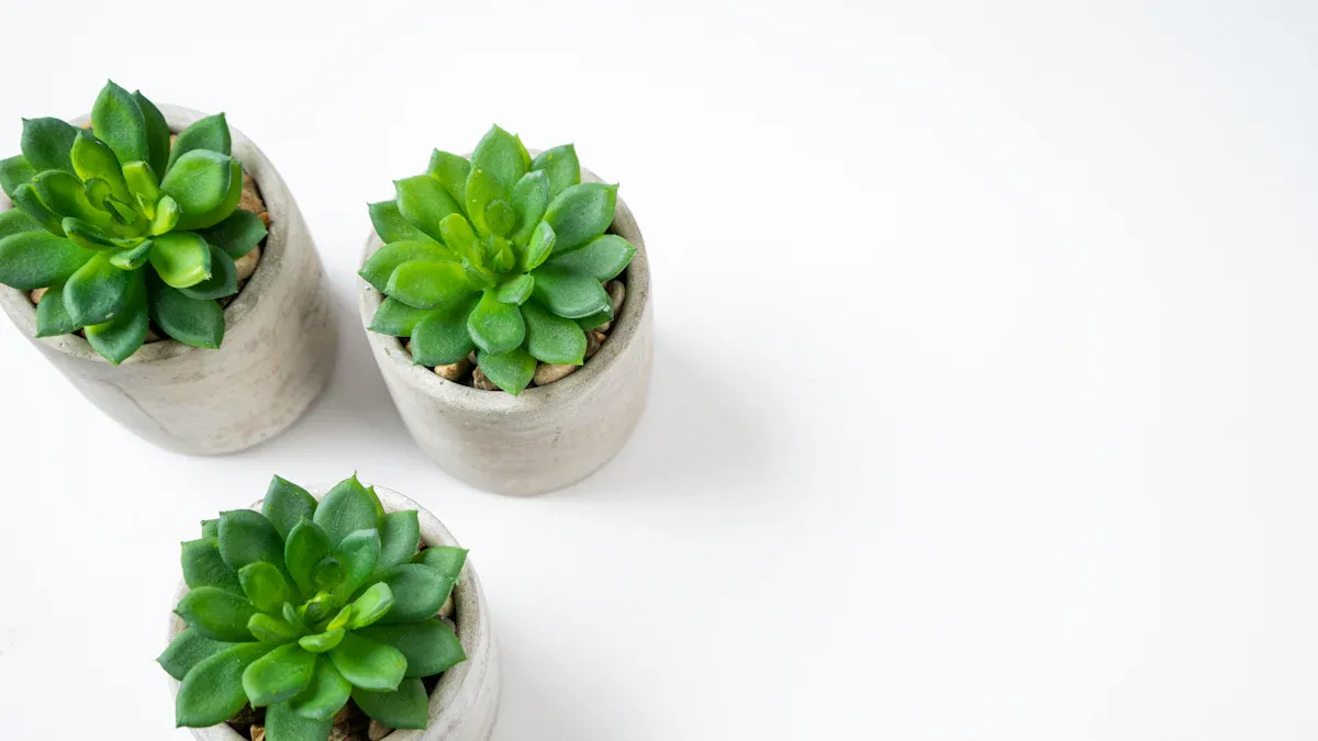 Caring for Succulents Indoors