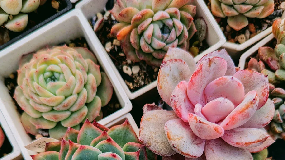 Care for Succulents Outdoors