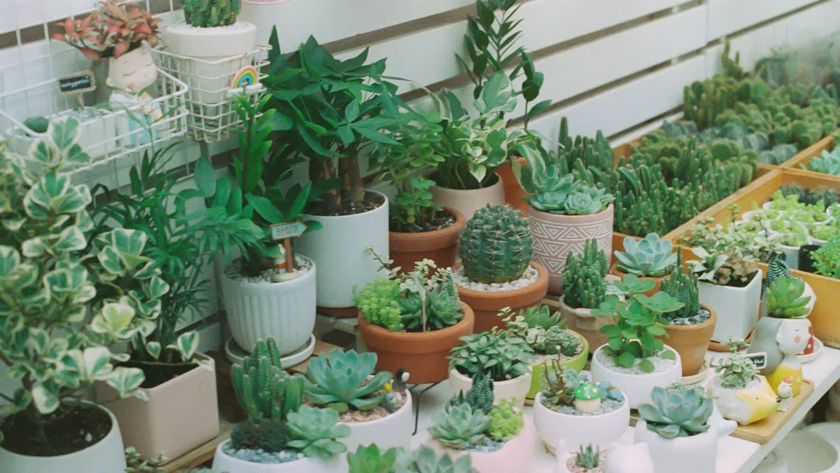 20 Best Succulents for Beginners to Grow in 2025