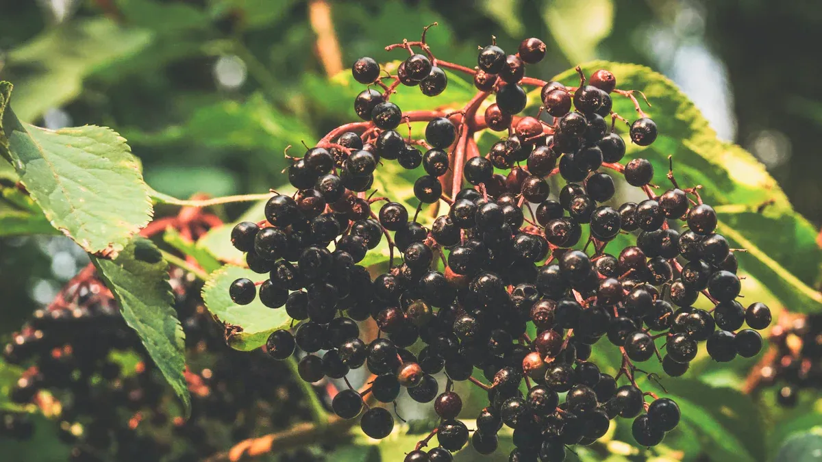 Elderberry Juice Powder Overview