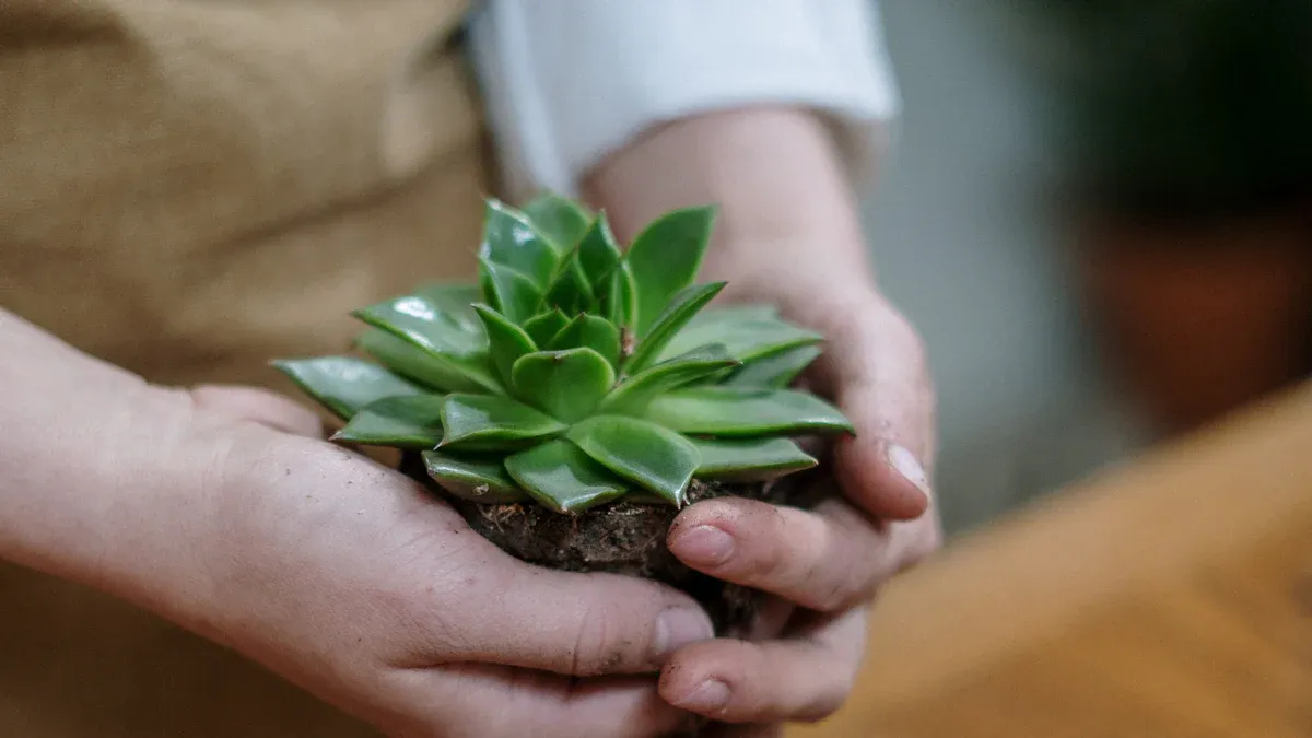 Propagating Succulents from Leaves