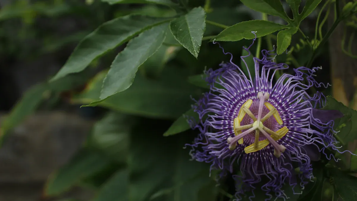 Passion Flower Extract Safety