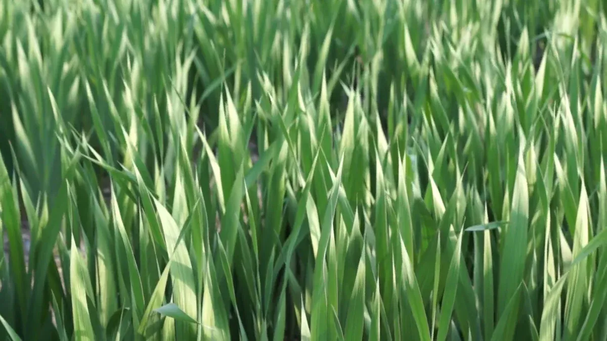 Wheat Grass Juice Powder Benefits