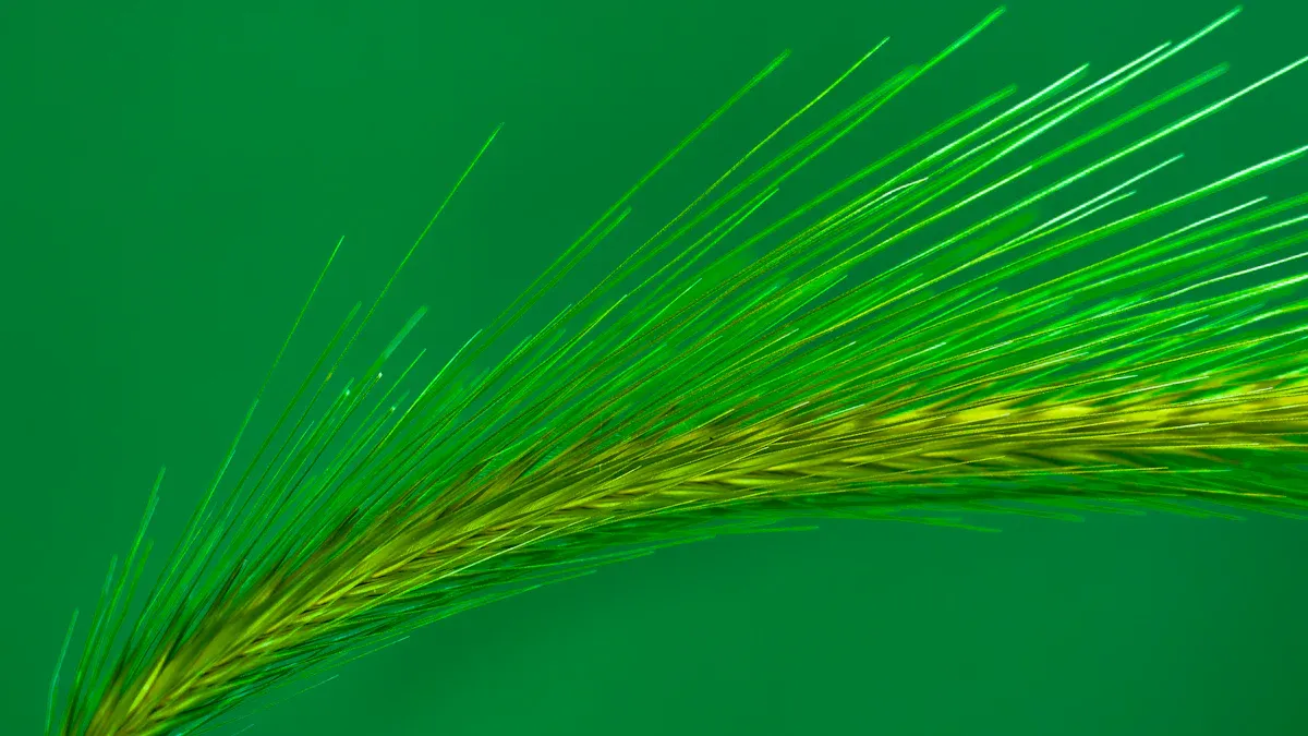 Health Benefits of Barley Grass